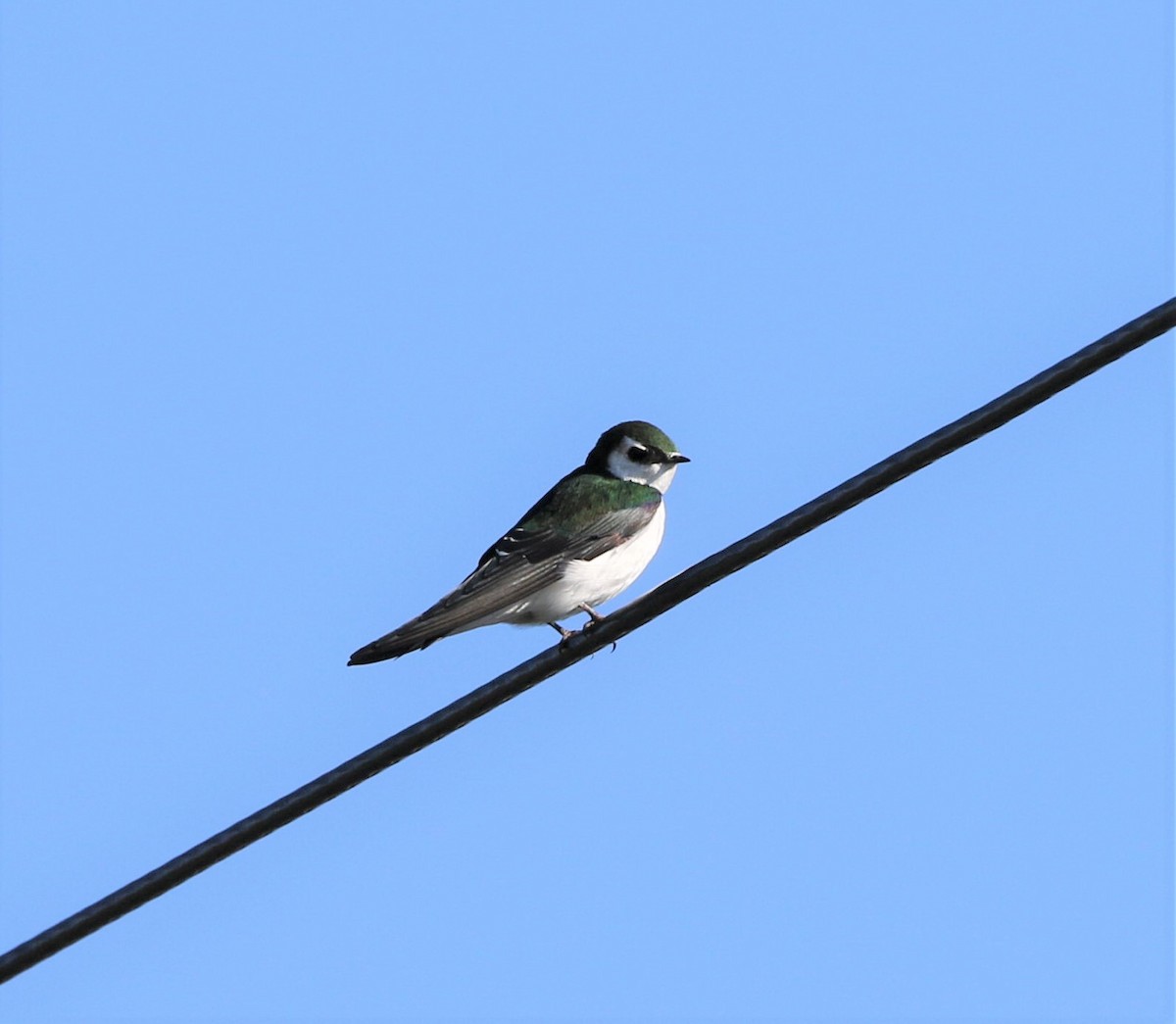 Violet-green Swallow - Kevin Thomas