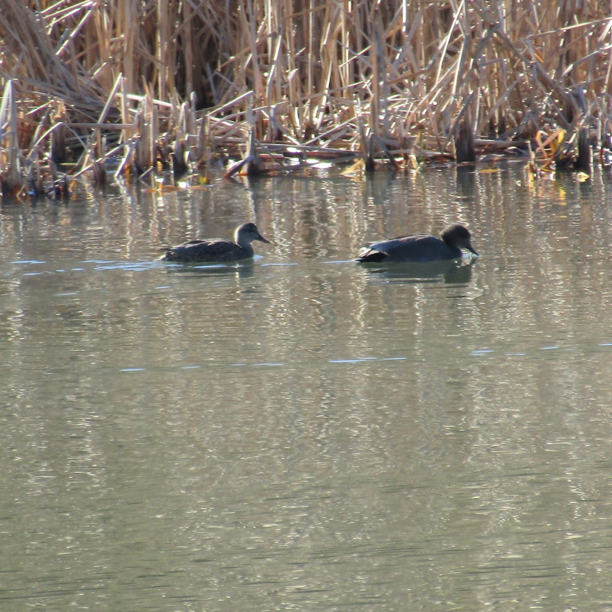 Gadwall - ML396672771