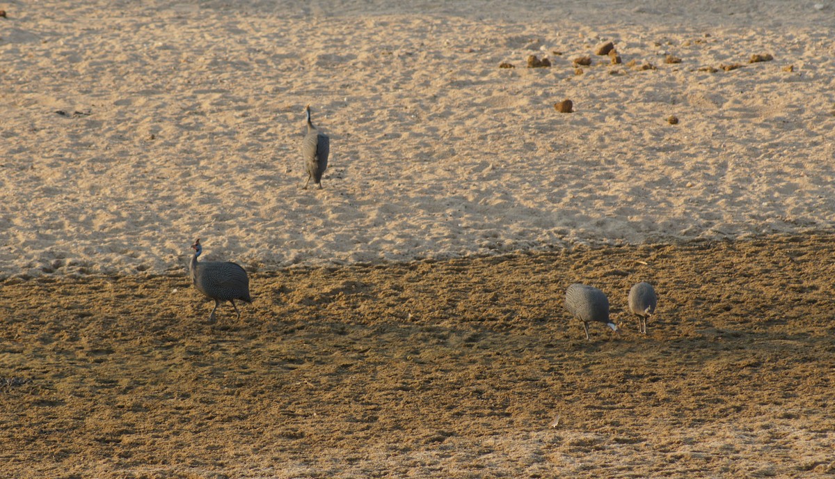 Helmeted Guineafowl - ML396675231