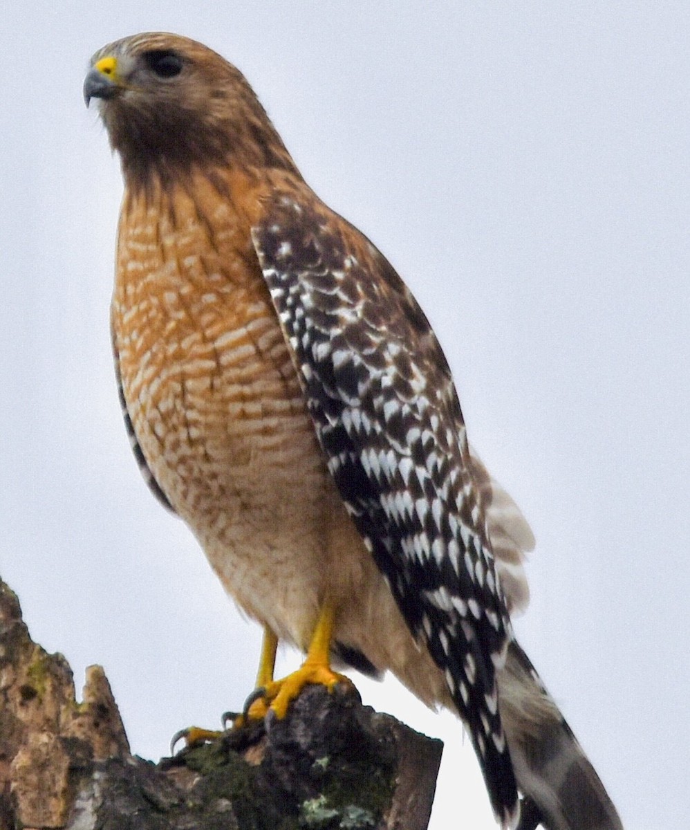 Red-shouldered Hawk - Jason C. Martin