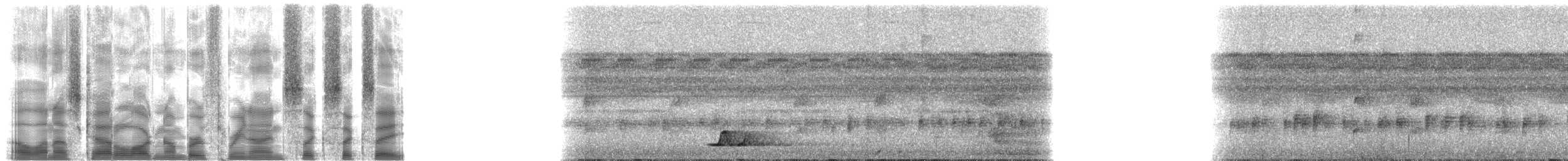 Tinamou à calotte noire - ML39668