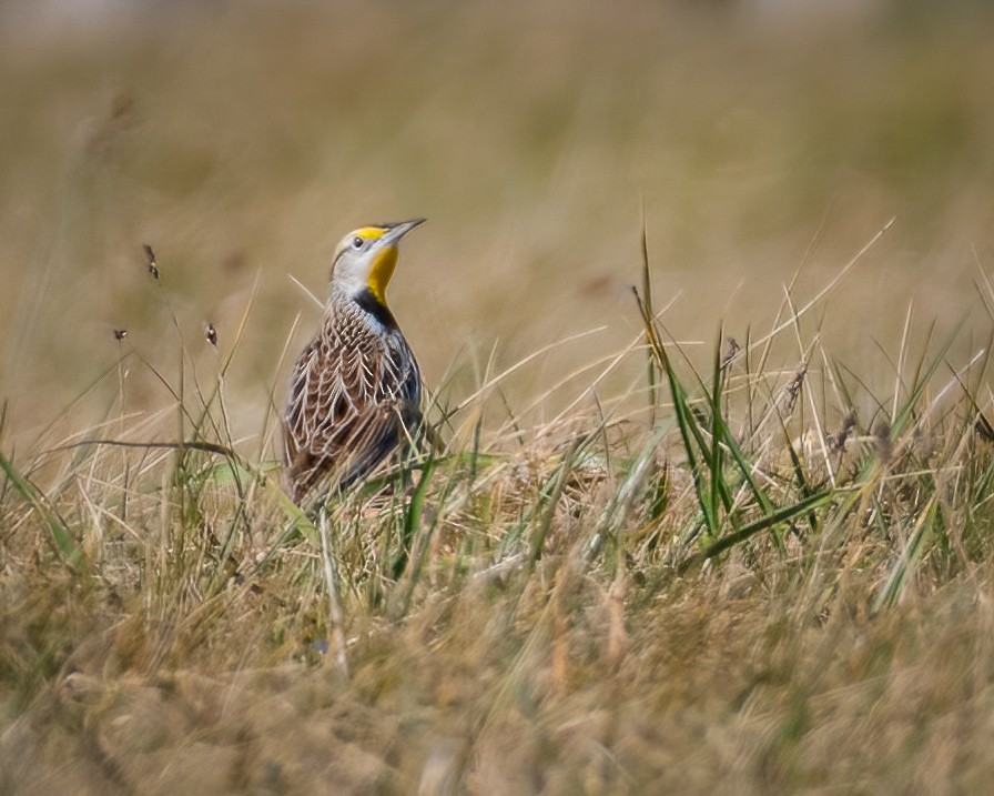 Eastern Meadowlark - ML396686031