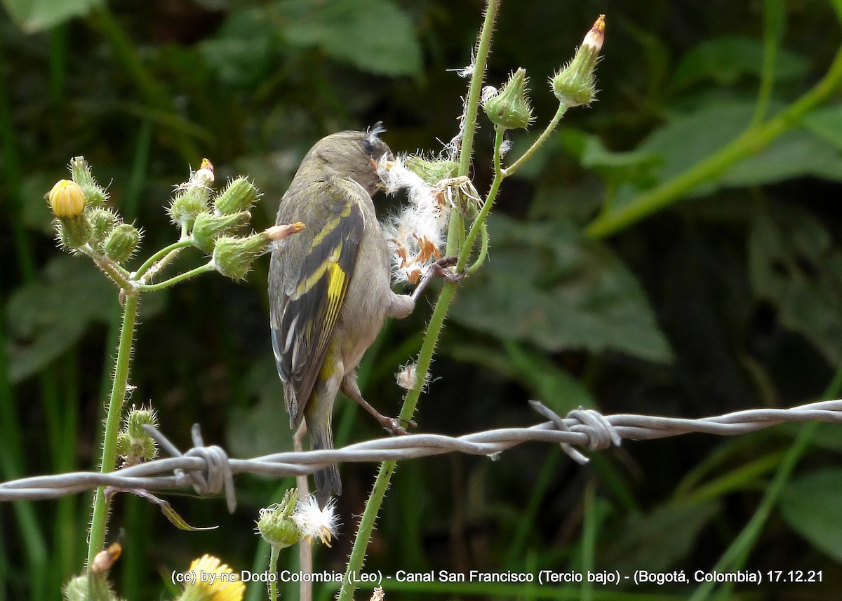 Andean Siskin - Leonardo Ortega (Dodo Colombia)