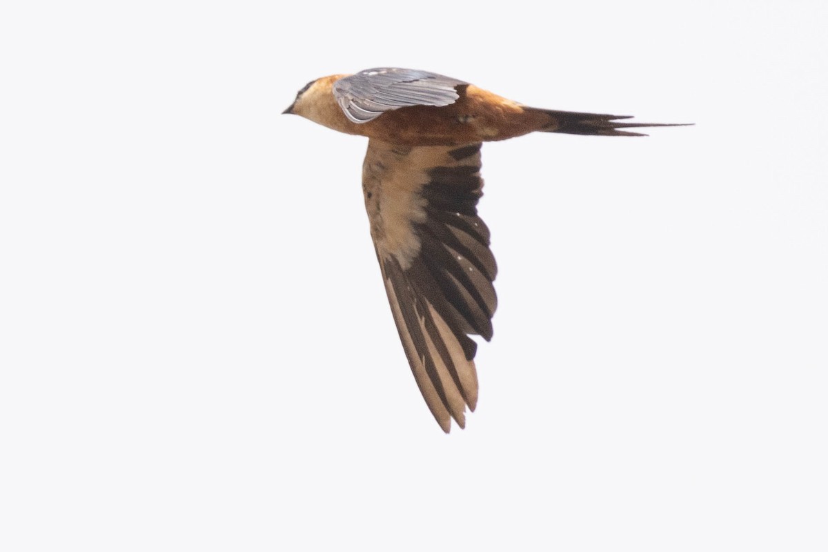 Golondrina Senegalesa - ML396690221