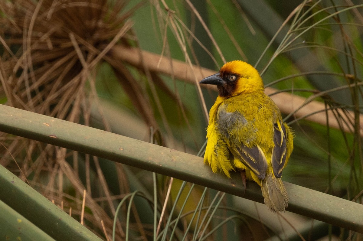 Northern Brown-throated Weaver - ML396690351