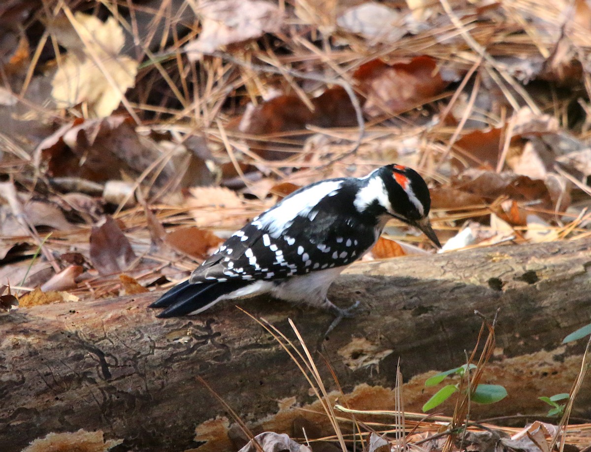 Hairy Woodpecker - ML396691811