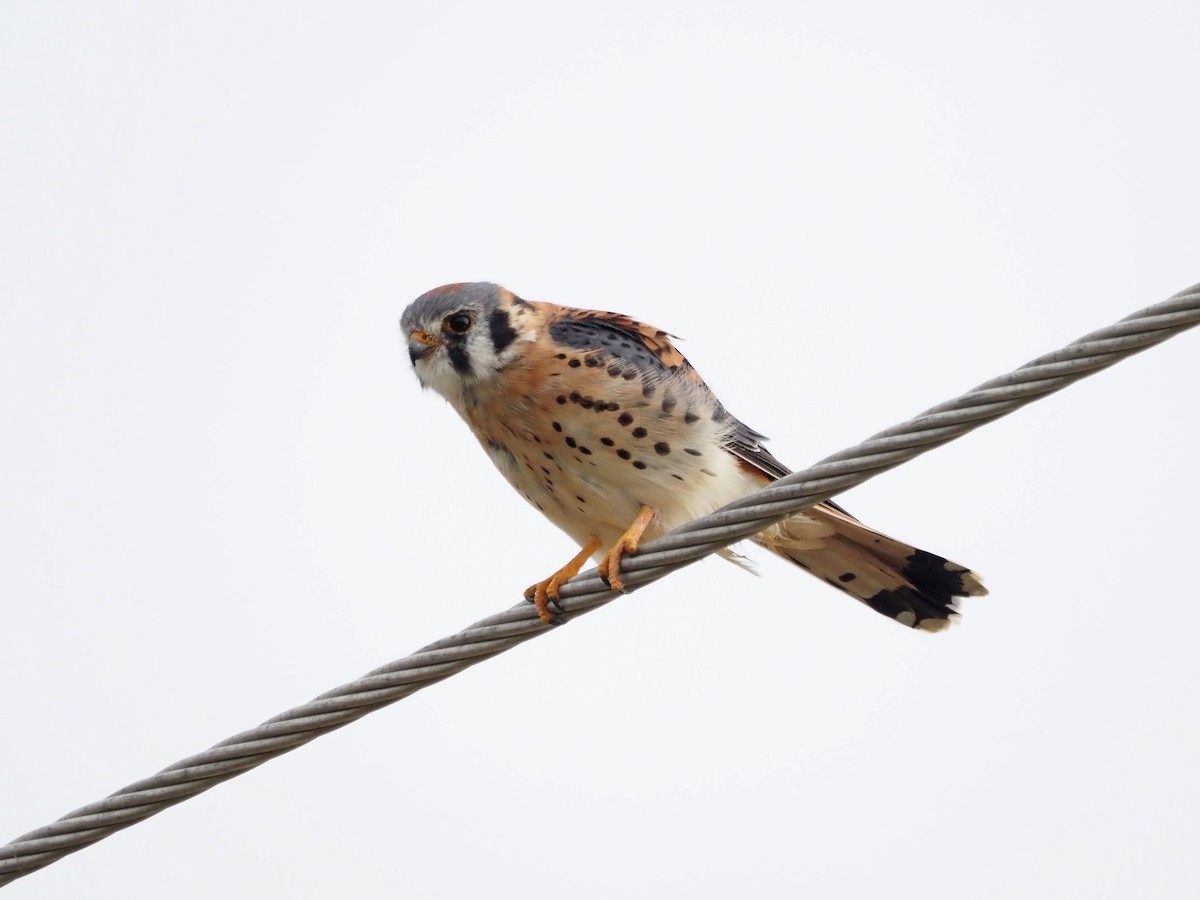 American Kestrel - Luc and Therese Jacobs