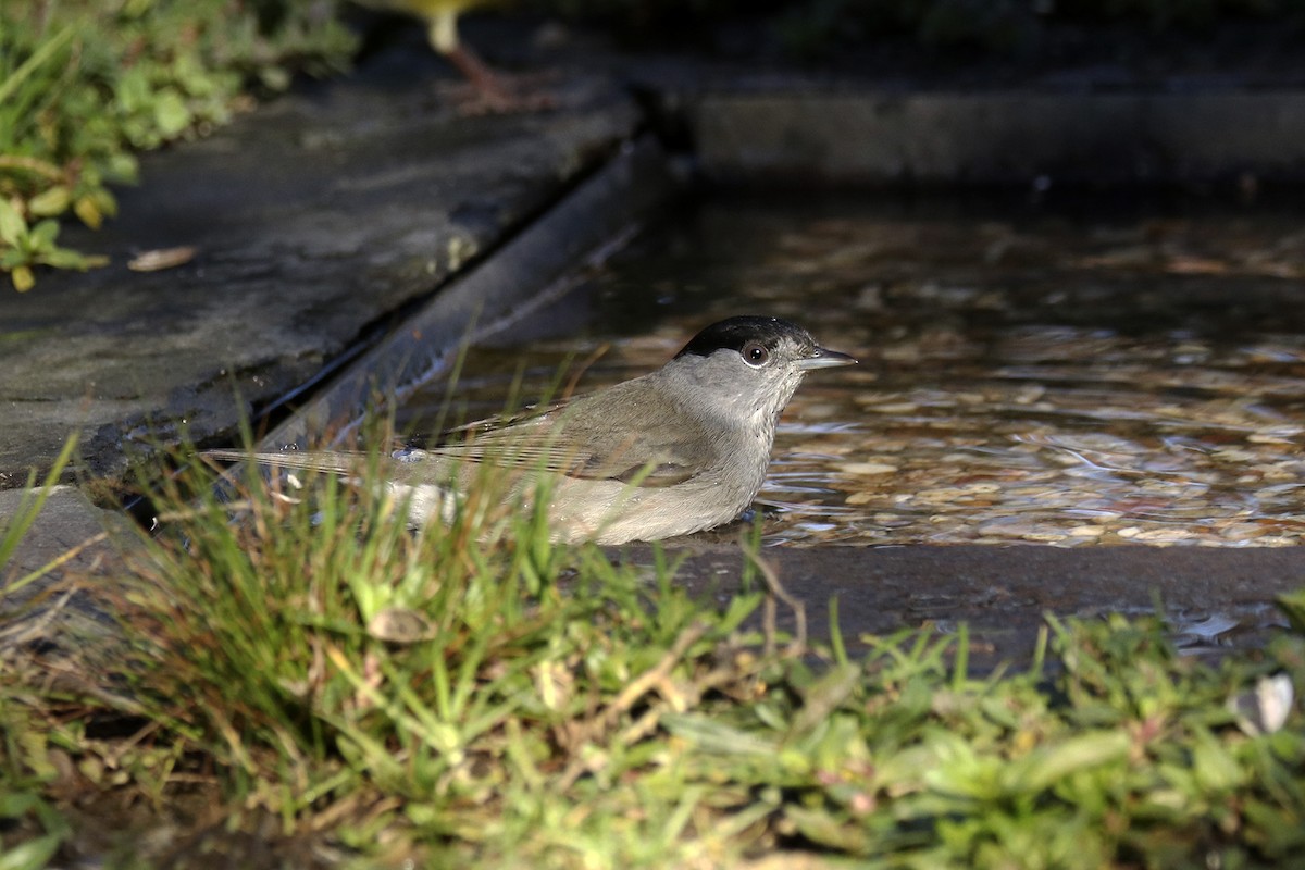 Eurasian Blackcap - ML396694381