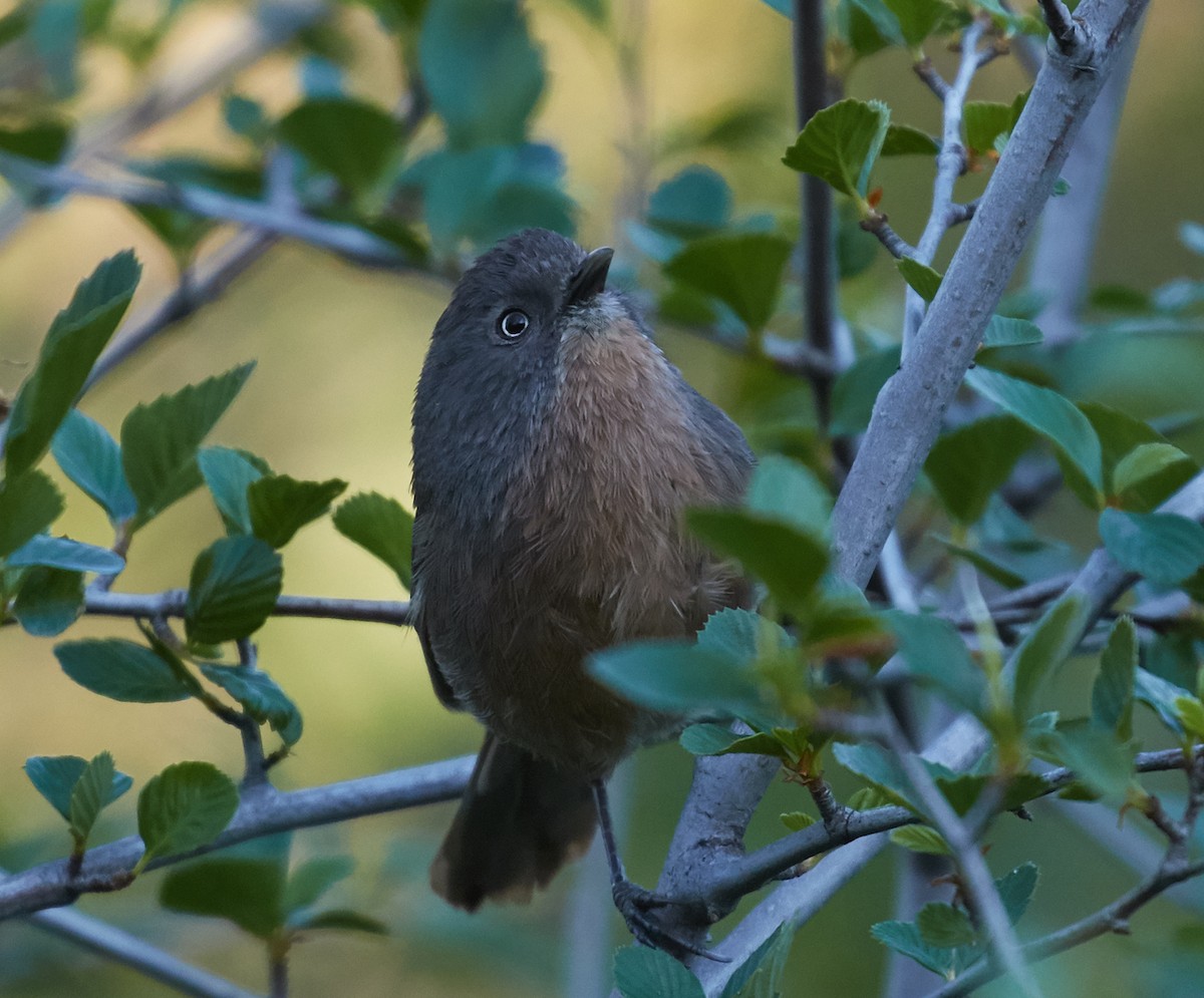 Wrentit - Brooke Miller