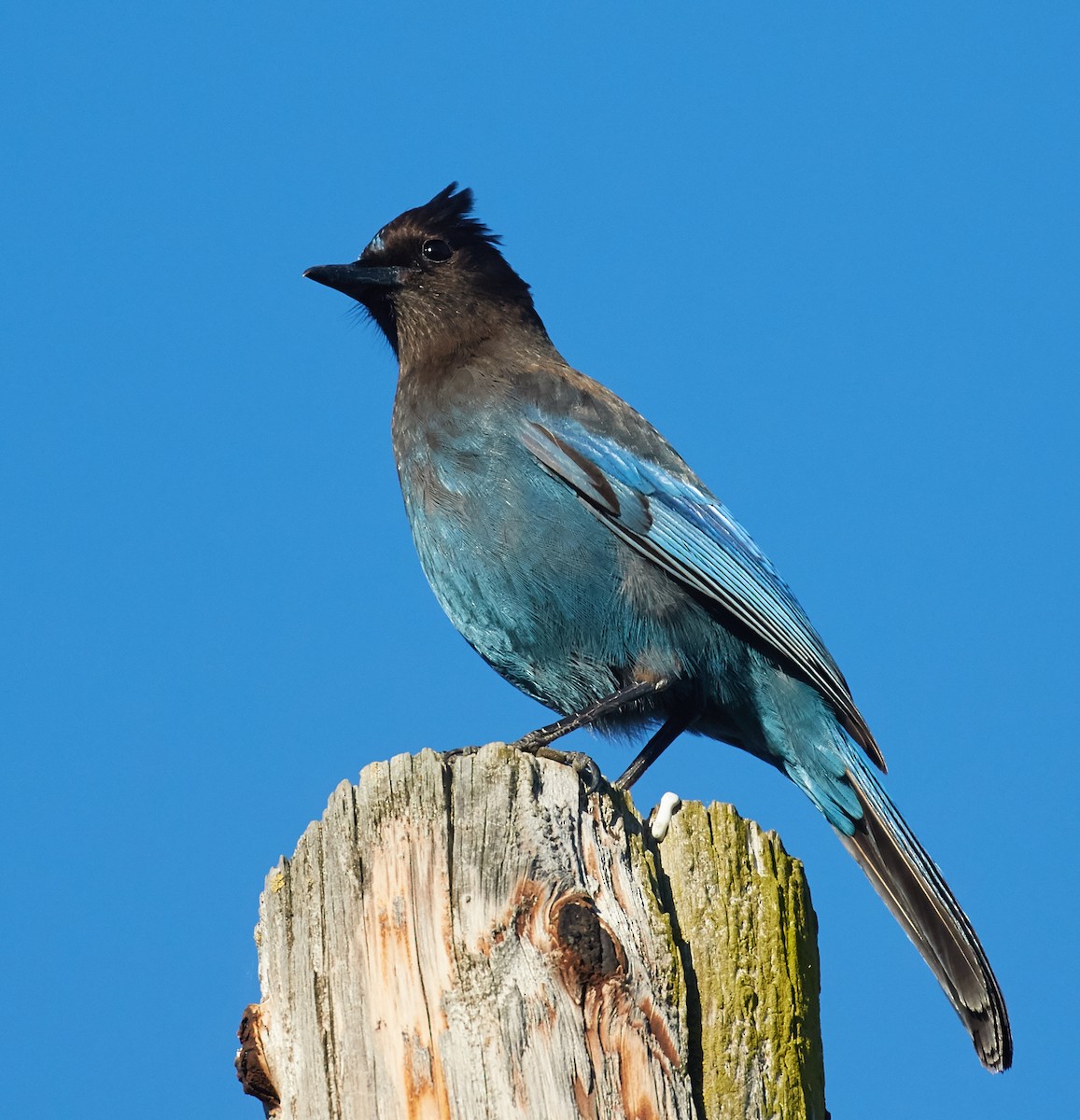 Steller's Jay - ML39669501