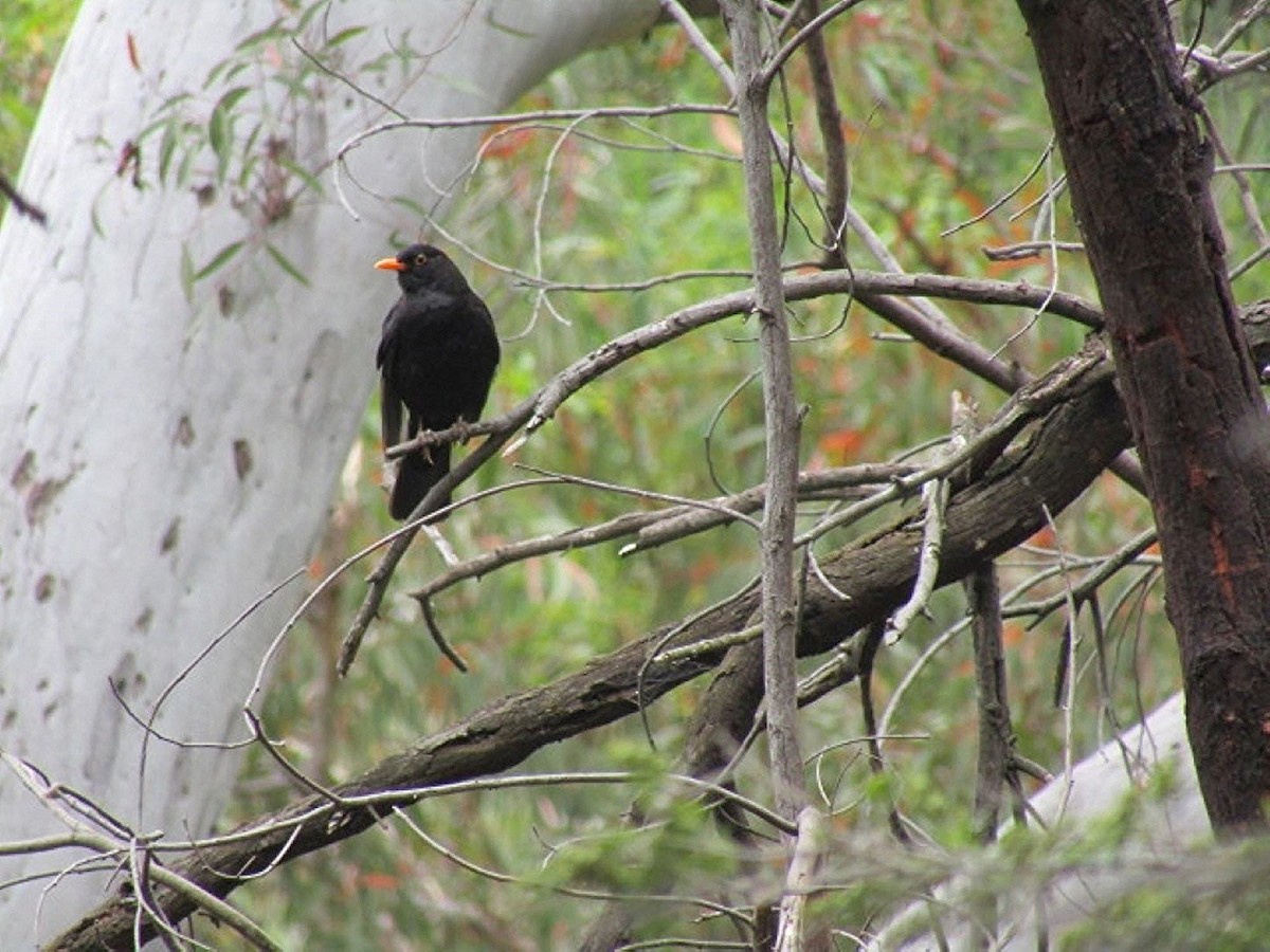 Eurasian Blackbird - ML396695661