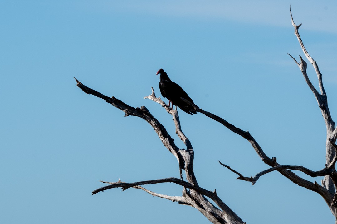 Turkey Vulture - ML396697211