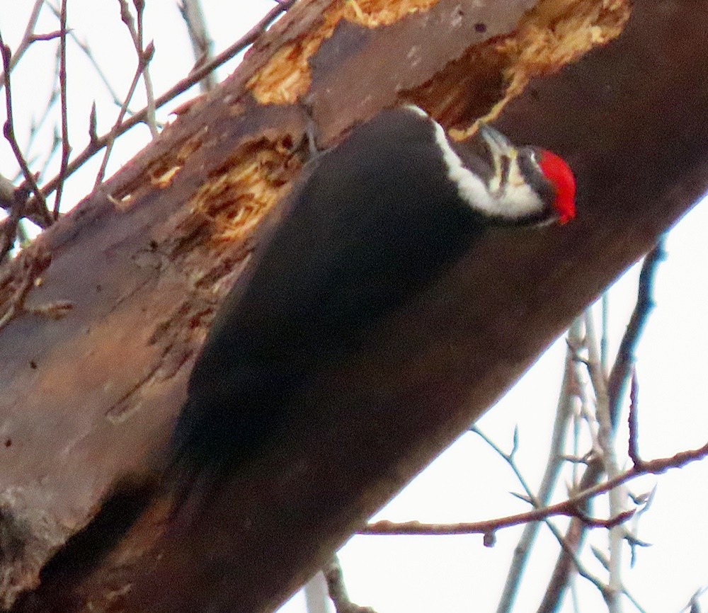 Pileated Woodpecker - ML396697291