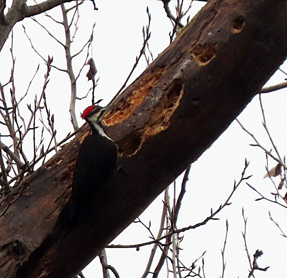 Pileated Woodpecker - ML396697301