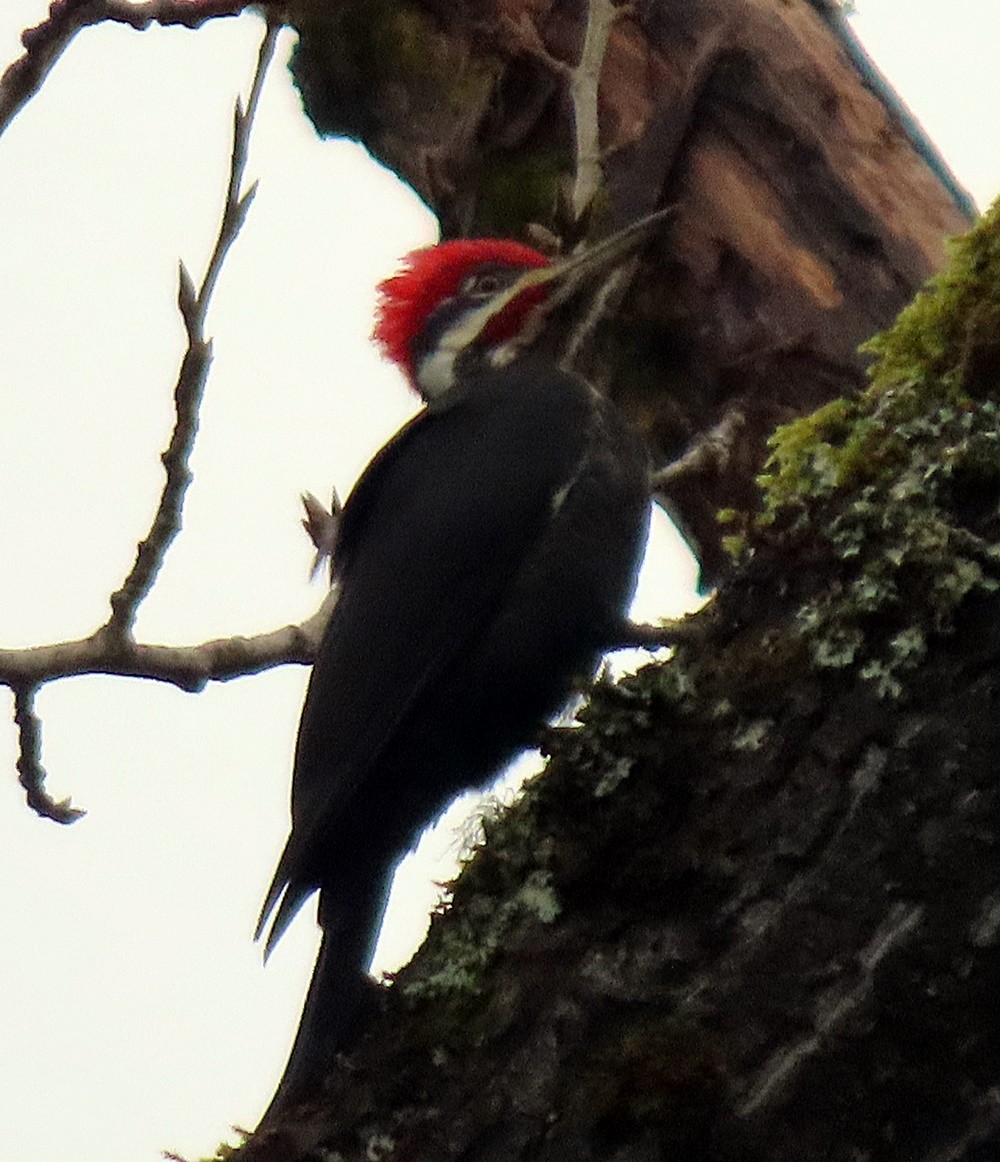 Pileated Woodpecker - ML396697341