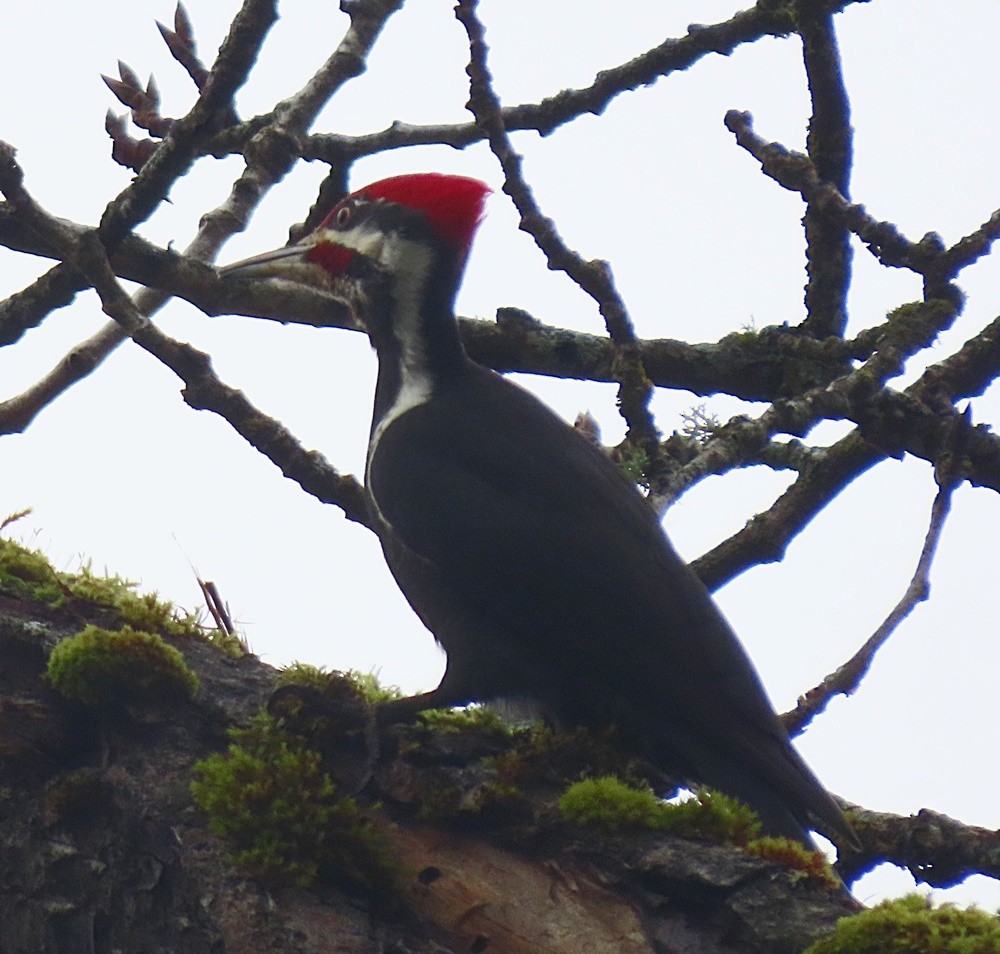 Pileated Woodpecker - ML396697351