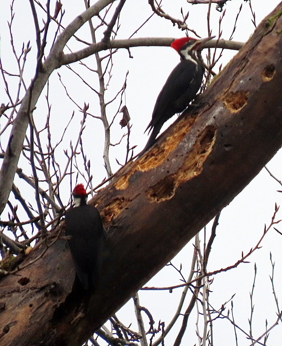 Pileated Woodpecker - ML396697371