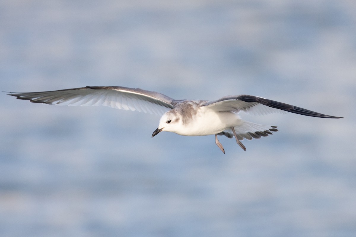 Sabine's Gull - Rob  Sielaff