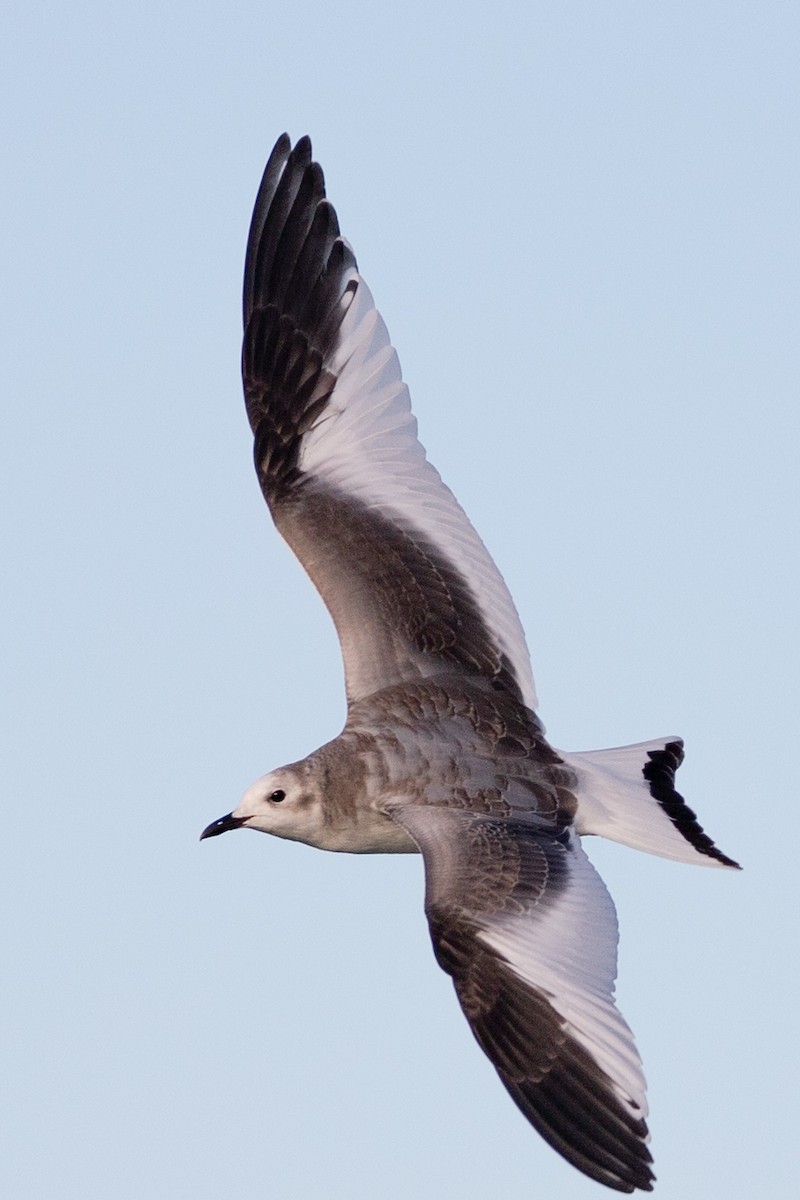 Sabine's Gull - Rob  Sielaff