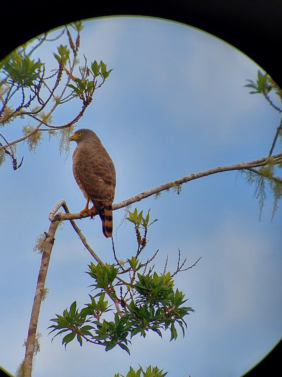 Roadside Hawk - ML396699051