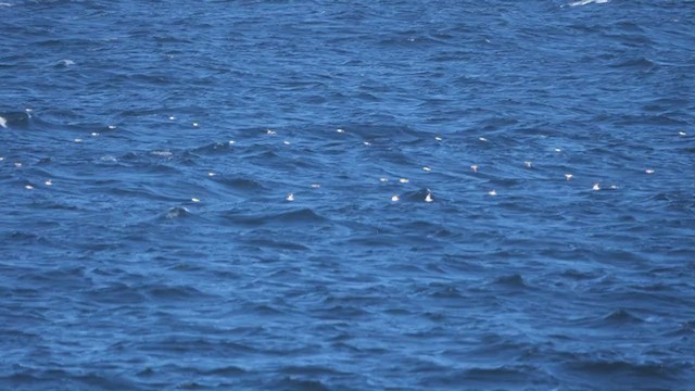 Snow Bunting - ML396700511