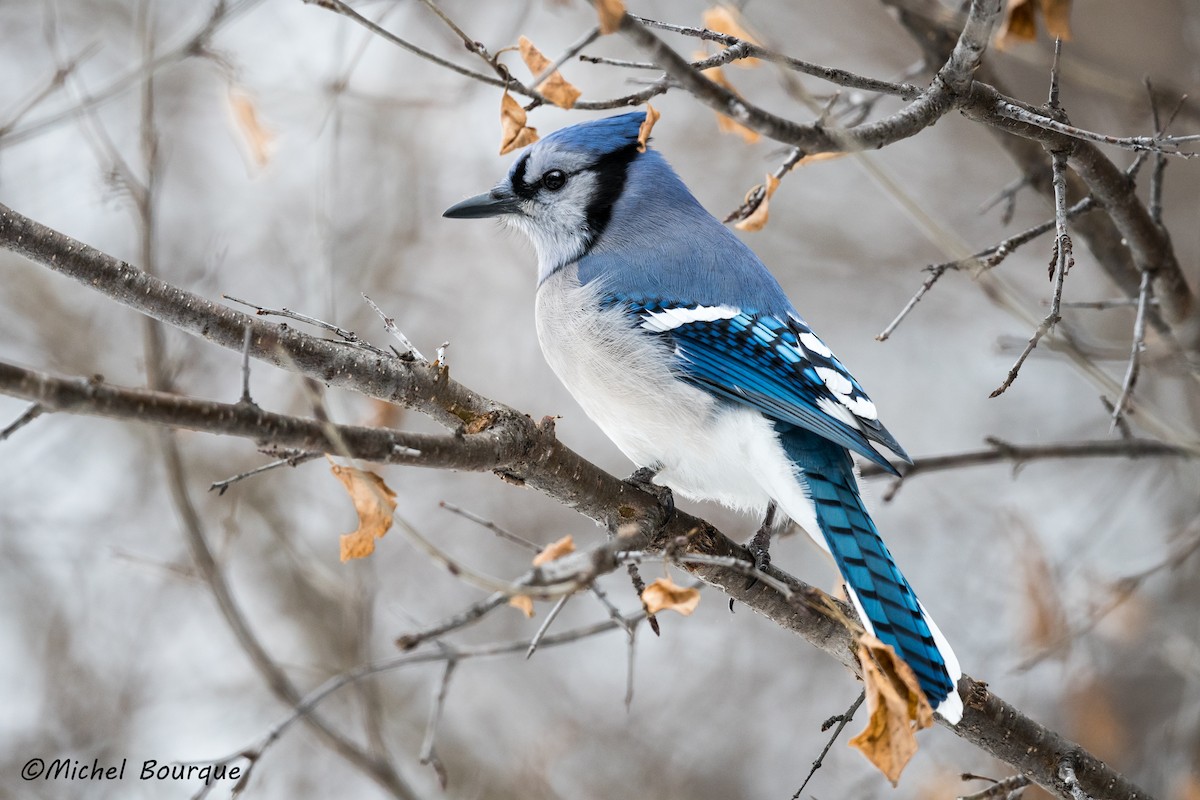 Blue Jay - ML396704271