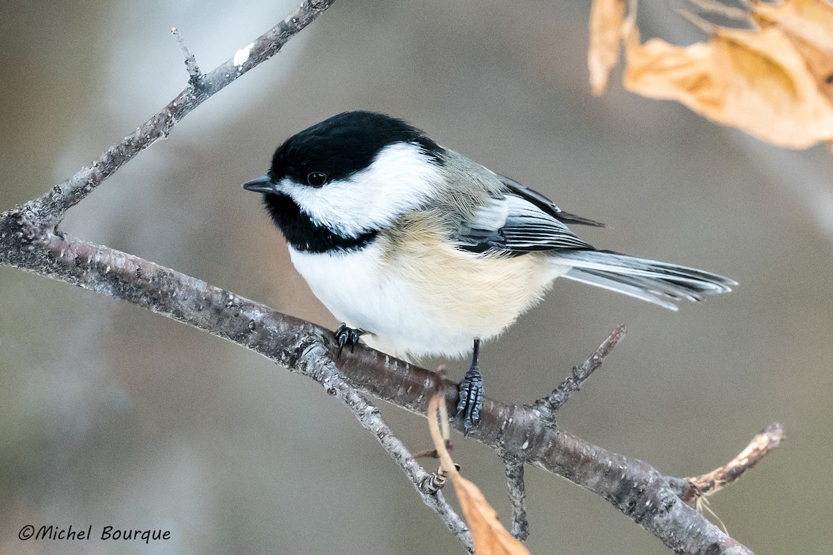 Black-capped Chickadee - ML396704441