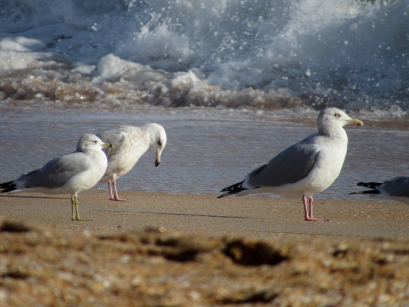 Glaucous Gull - Diane Reed