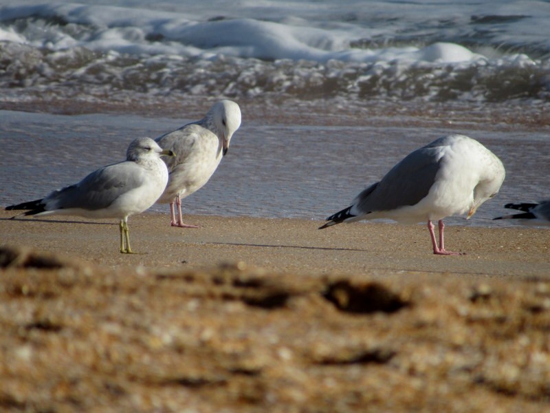 Glaucous Gull - ML396705031