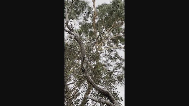 Little Corella - ML396705271