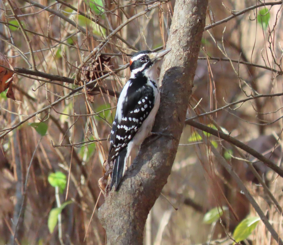 Hairy Woodpecker - ML396705871