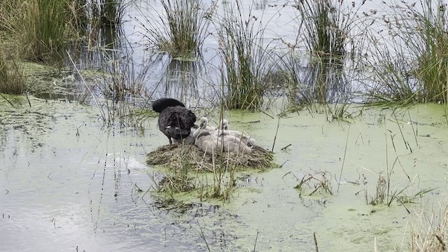 Black Swan - ML396706221