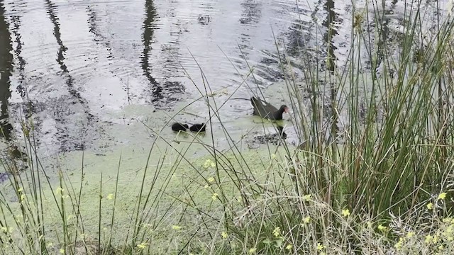 Dusky Moorhen - ML396708571