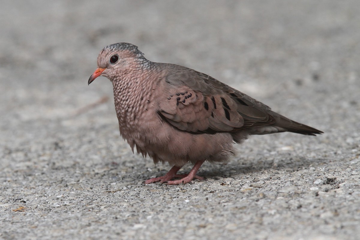 Common Ground Dove - Volker Hesse