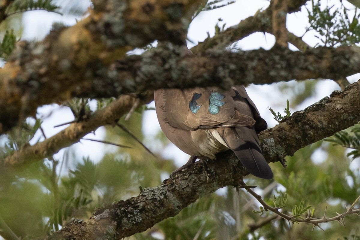 Emerald-spotted Wood-Dove - ML396710271