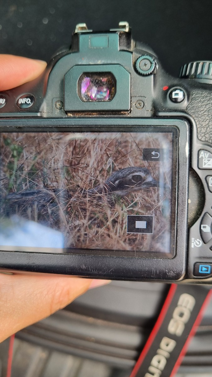 Bush Thick-knee - ML396711071
