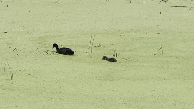 Kopetazuri arrunta - ML396712351