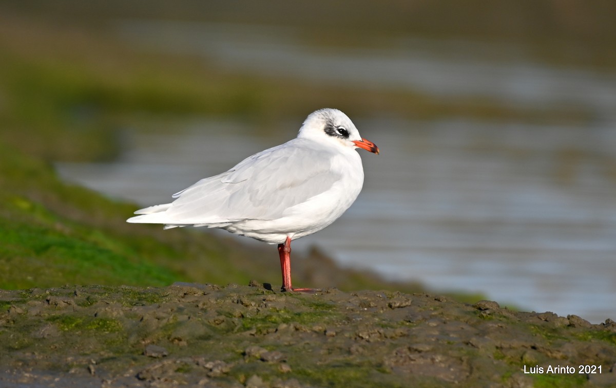 Mediterranean Gull - Luis Arinto