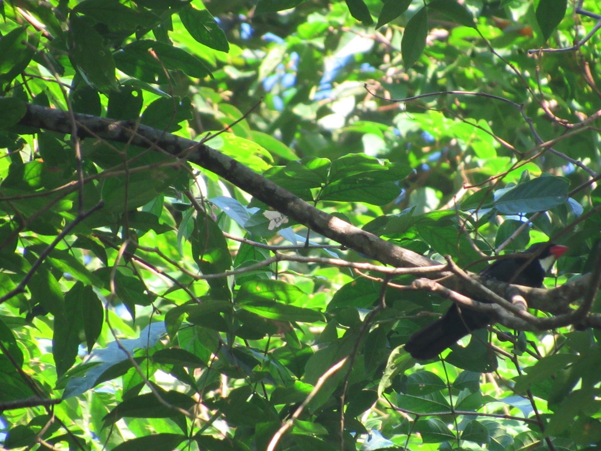 Slate-colored Grosbeak - Andrea Morales Rozo