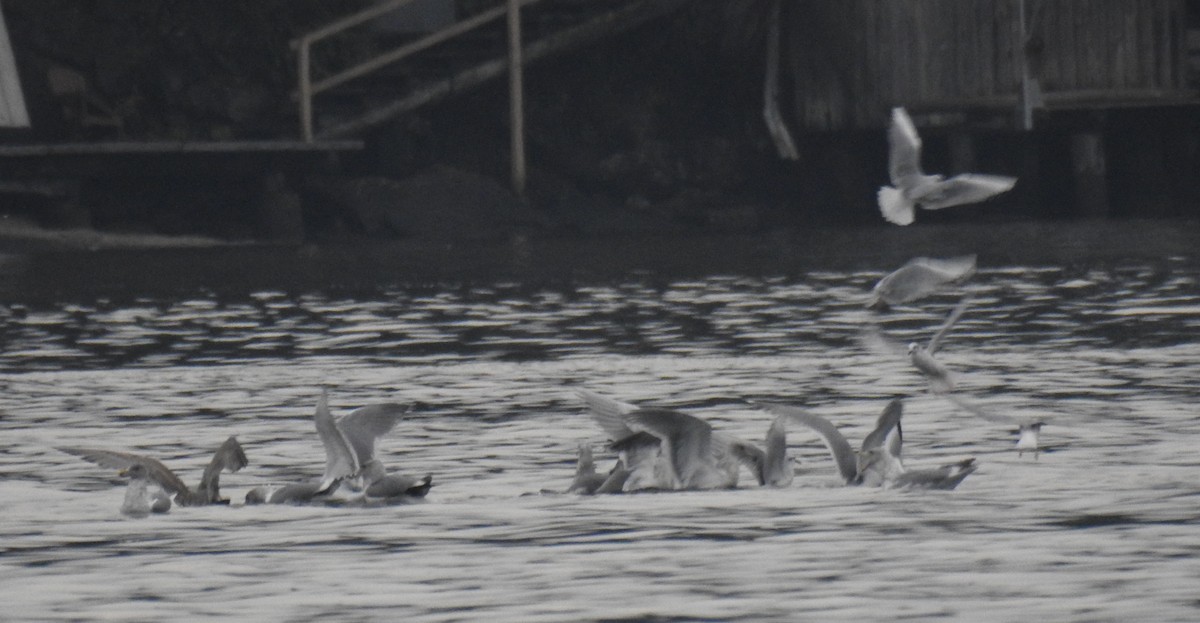 Bonaparte's Gull - ML39672131