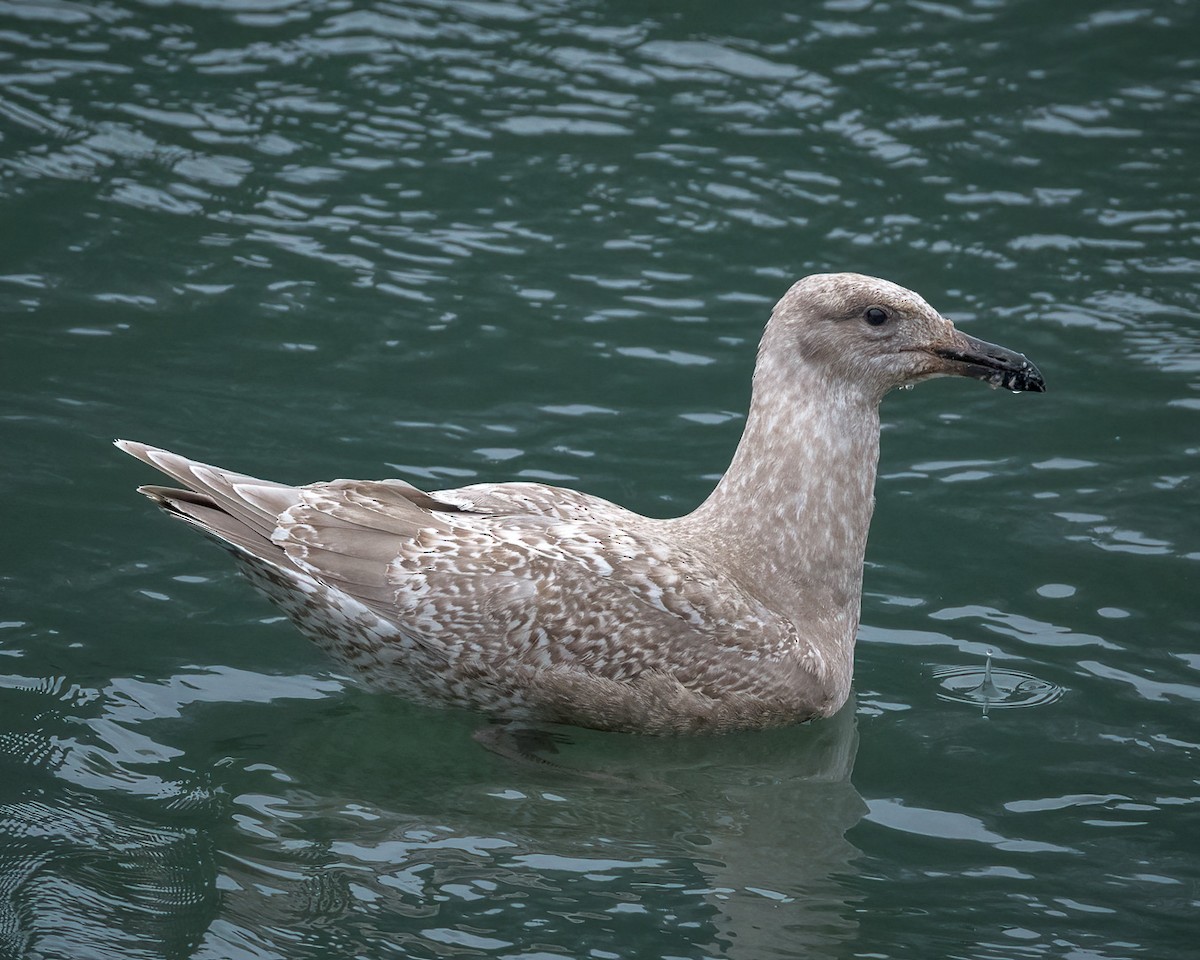 Glaucous-winged Gull - ML396721651