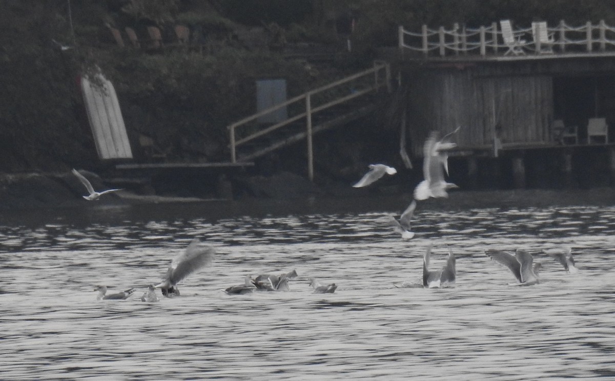 Bonaparte's Gull - ML39672221