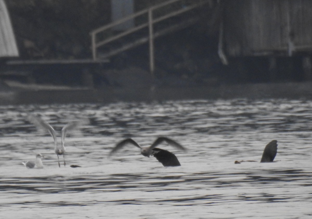 Glaucous-winged Gull - ML39672311