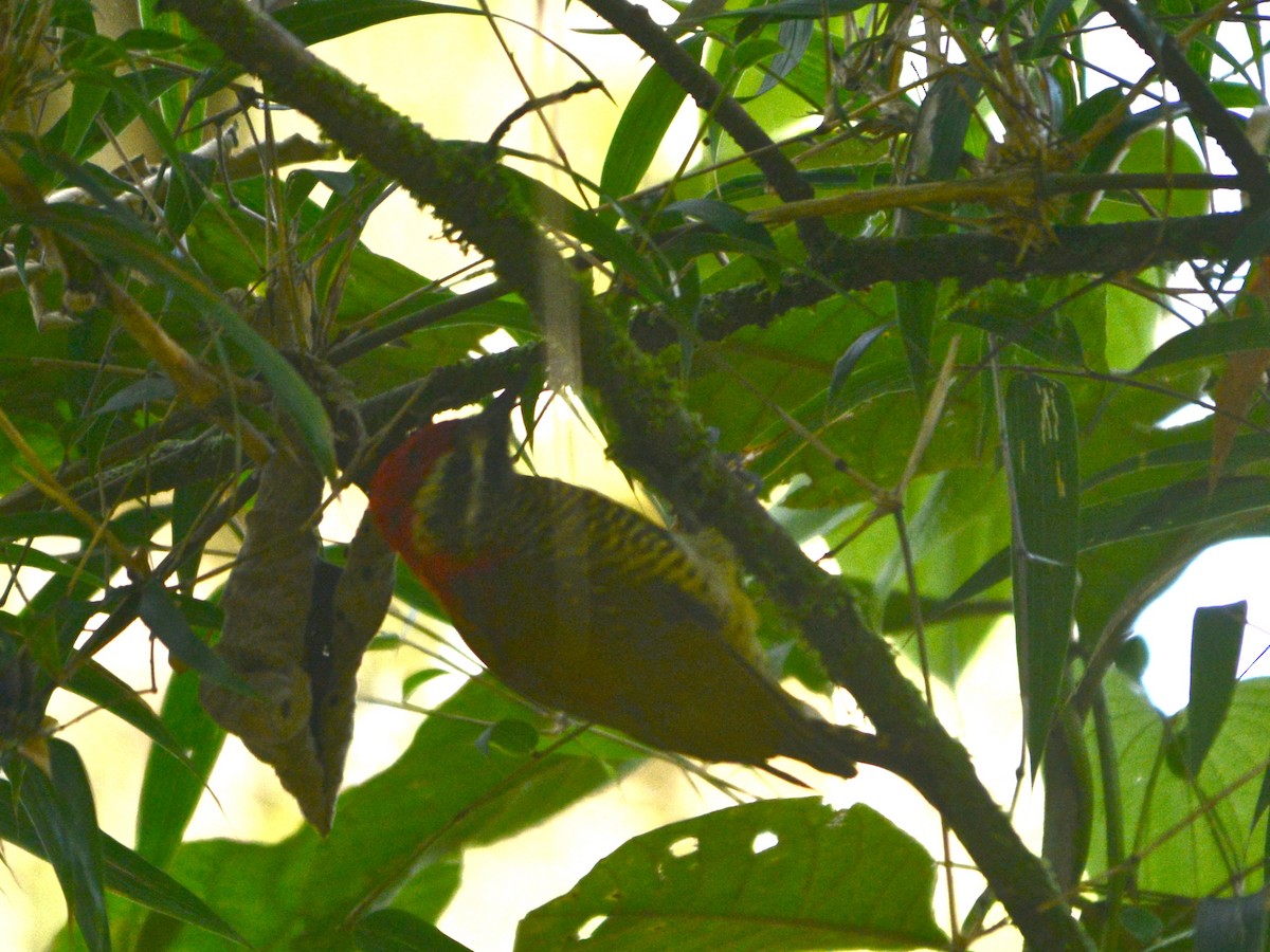 Yellow-vented Woodpecker - Alan Van Norman