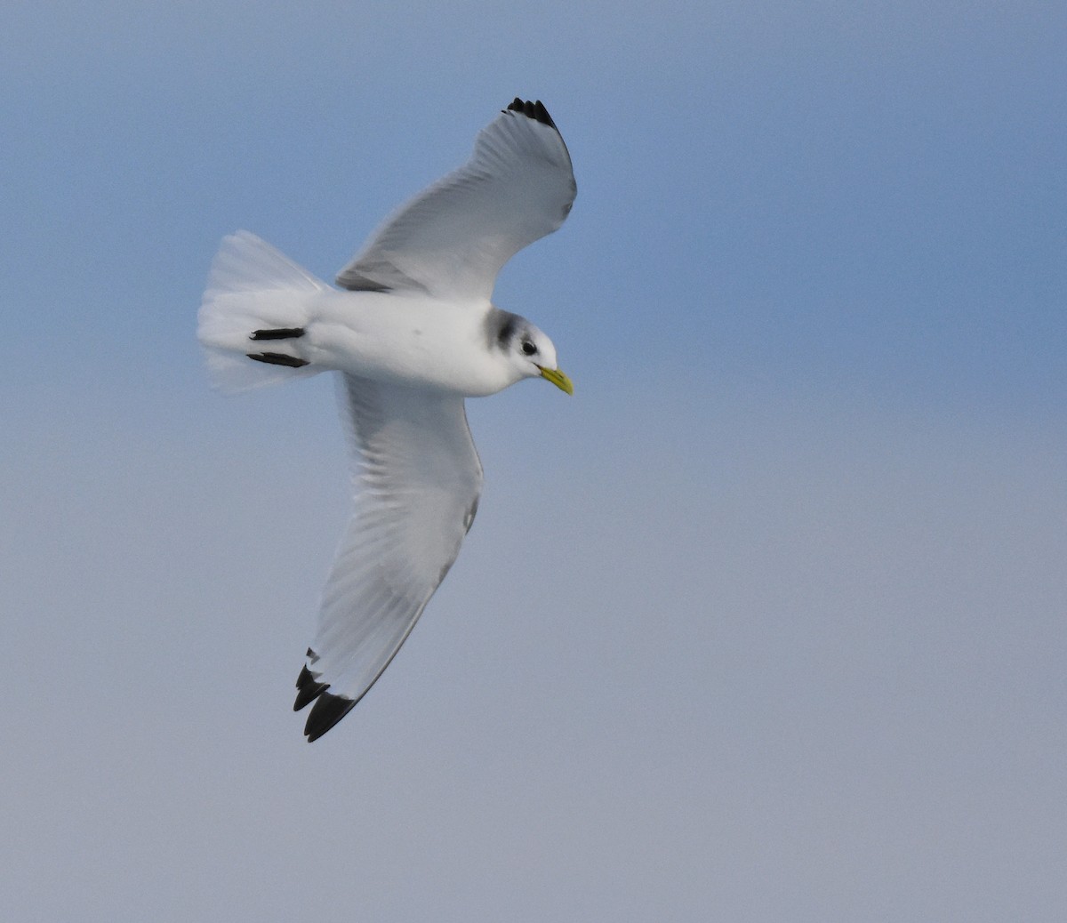 Black-legged Kittiwake - Jason Vassallo