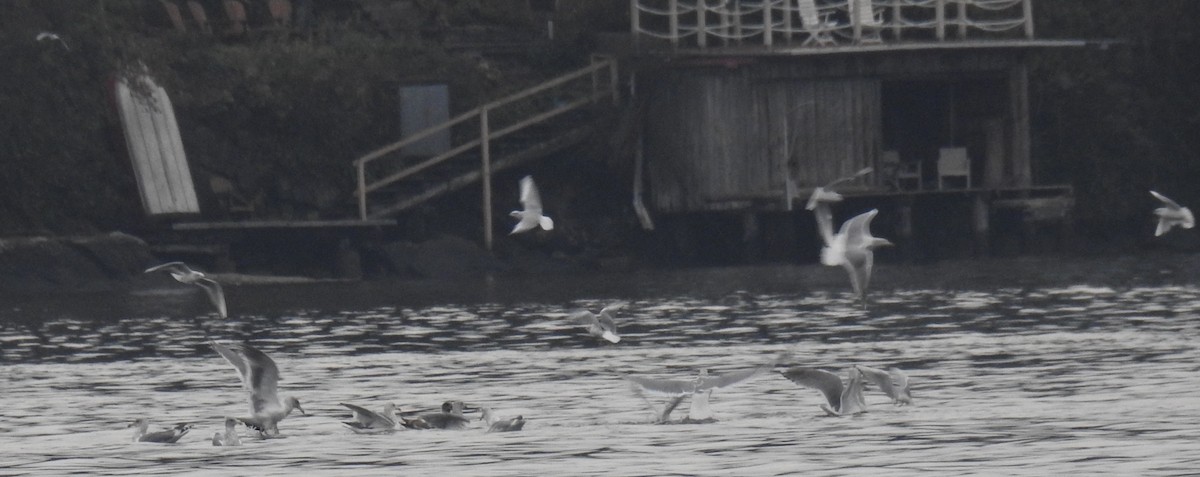 Glaucous-winged Gull - ML39672431
