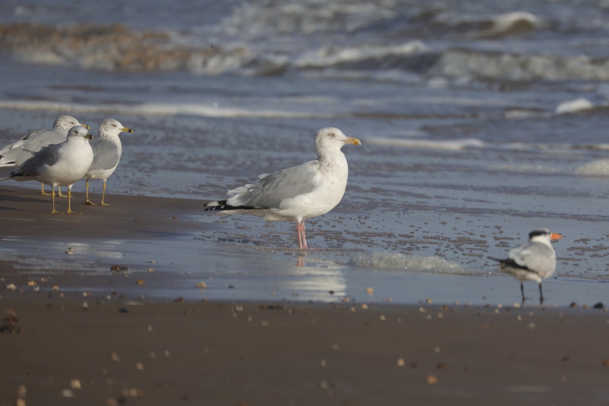 Herring Gull (American) - ML396724331