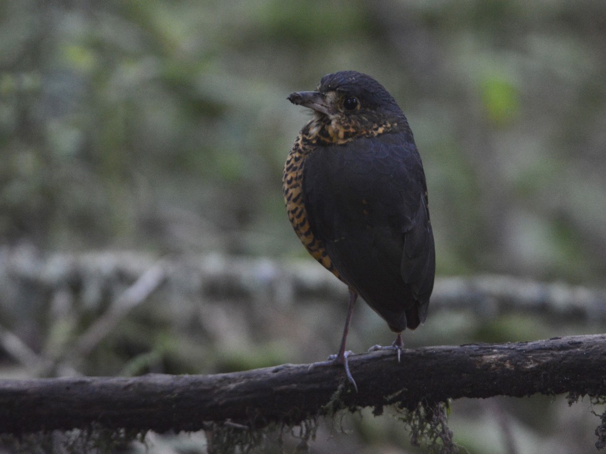 Undulated Antpitta - Alan Van Norman