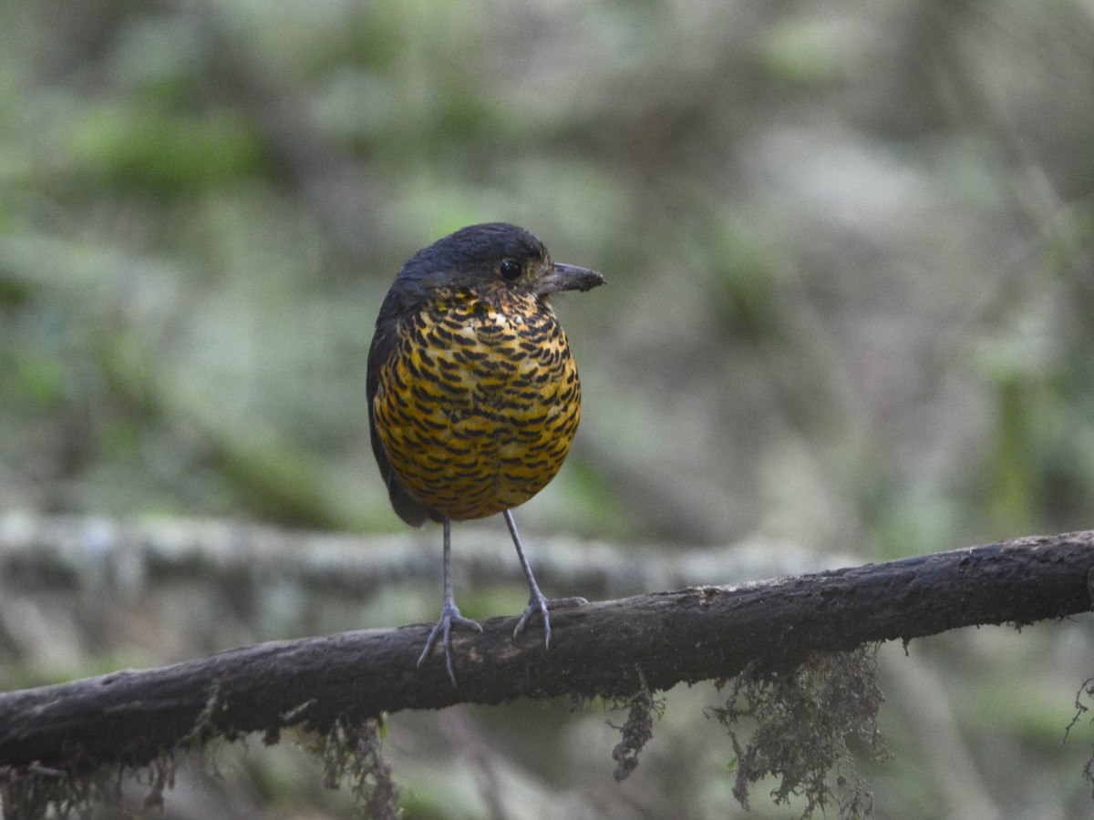 Undulated Antpitta - ML39672501