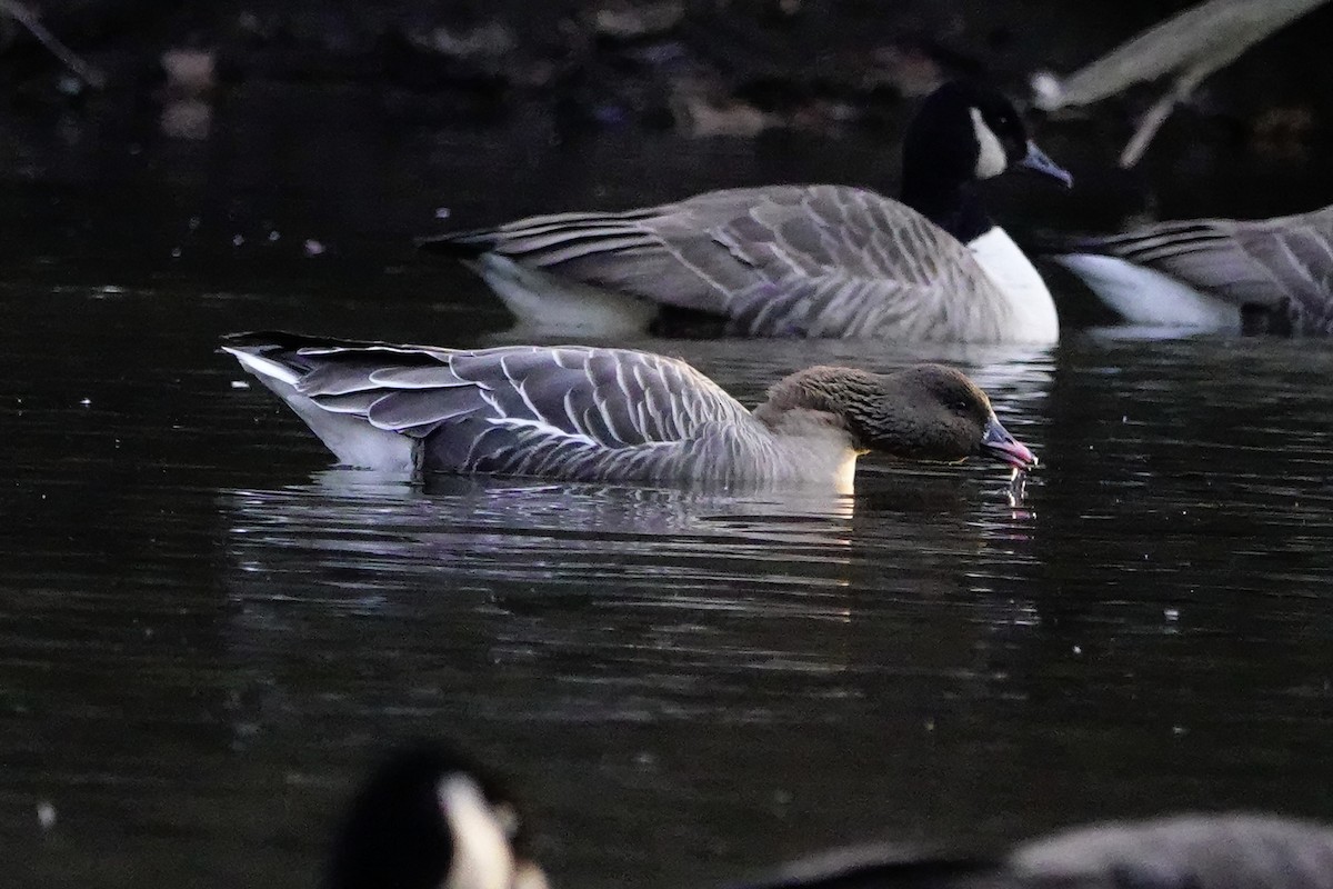 Pink-footed Goose - ML396727431